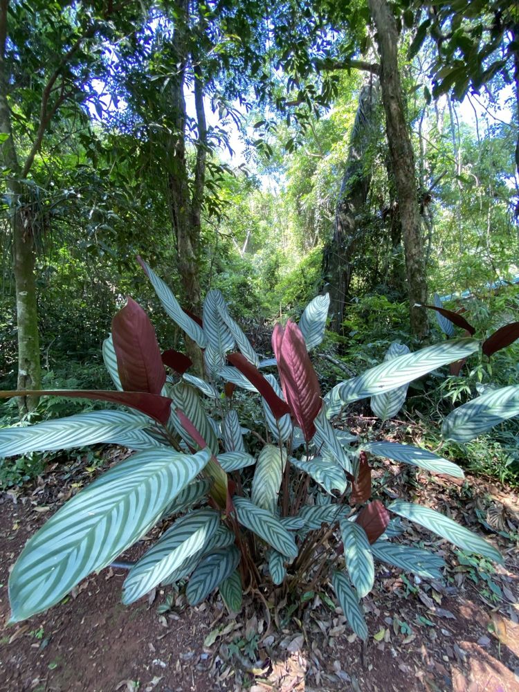 Flora