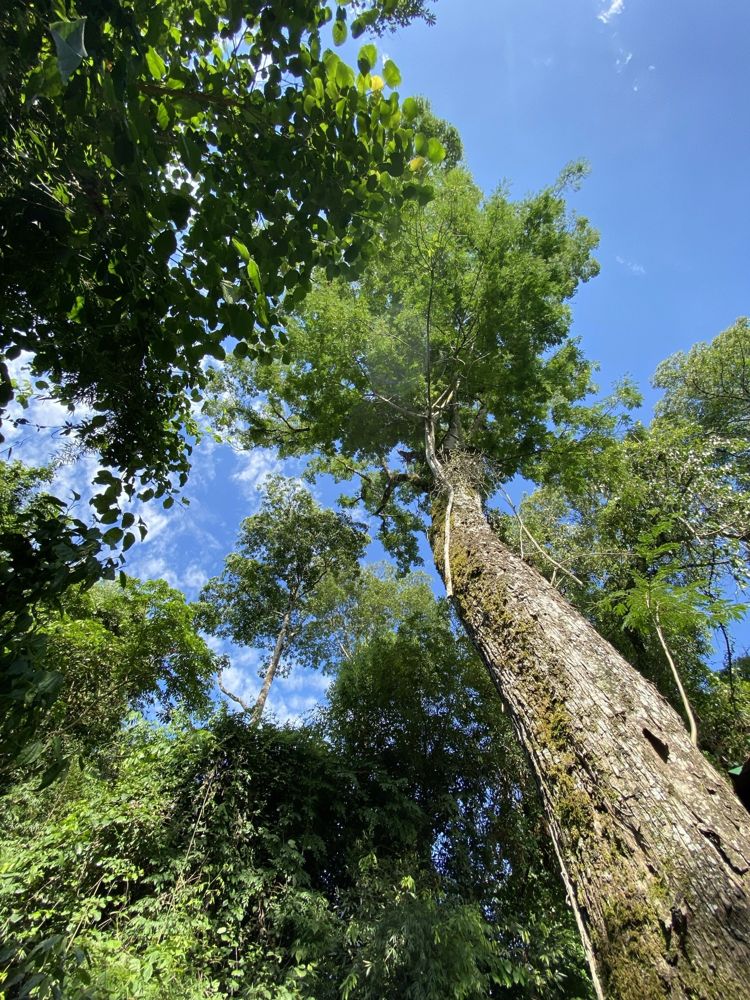 Selva